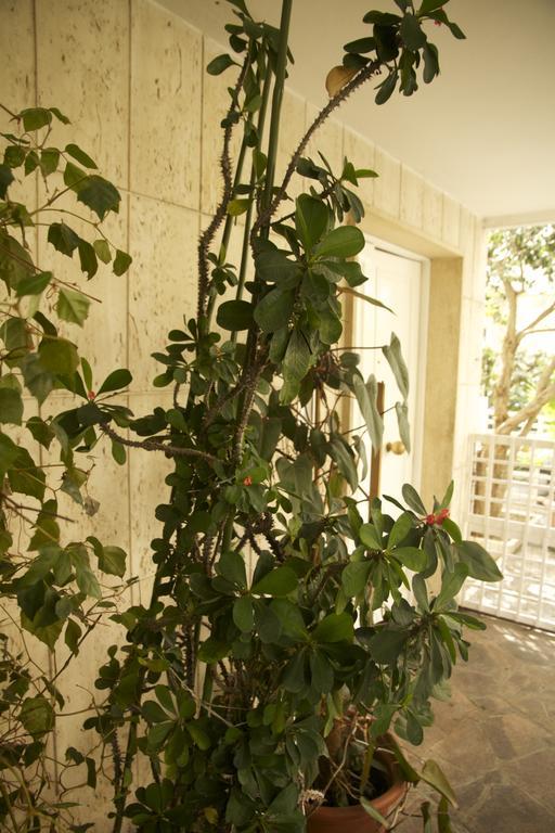Casa Mimi B&B Pescara Exteriör bild